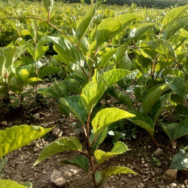 五味子苗南北五味子树苗木本花卉药用植物庭院阳台别墅绿化