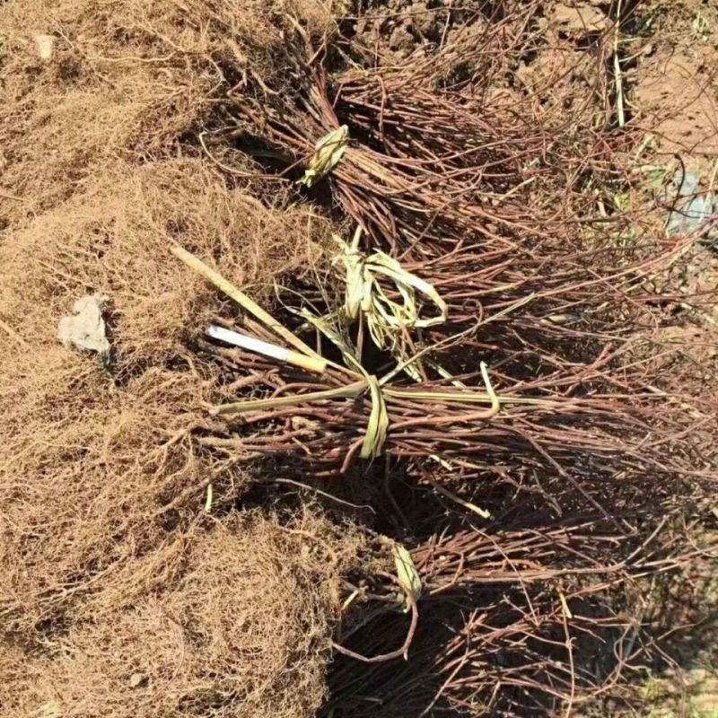 五味子苗南北五味子树苗木本花卉药用植物庭院阳台别墅绿化