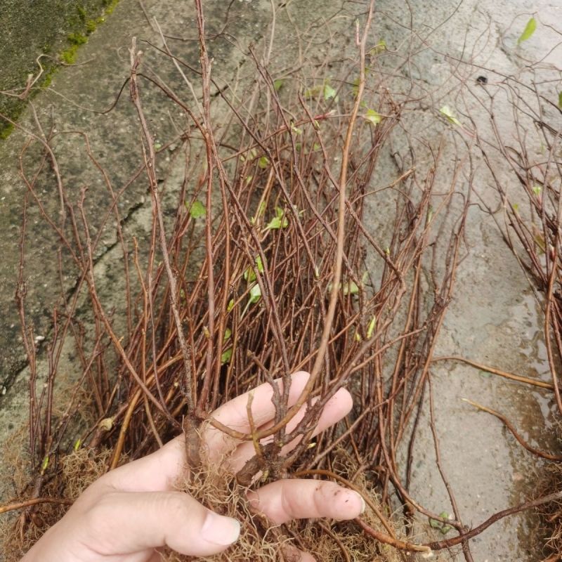 五味子苗南北五味子树苗木本花卉药用植物庭院阳台别墅绿化