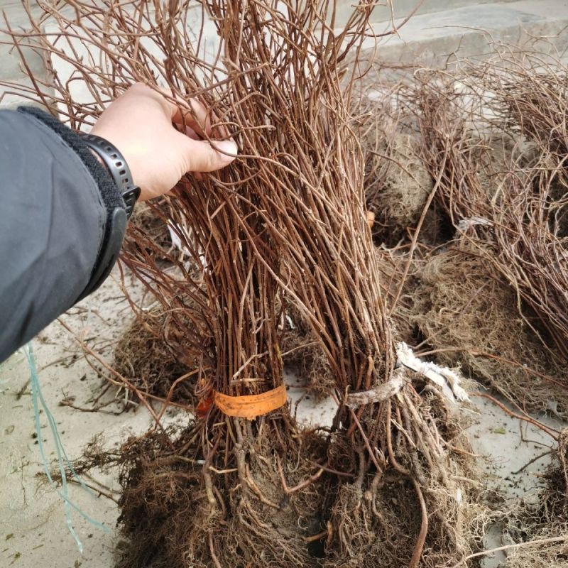 五味子苗南北五味子树苗木本花卉药用植物庭院阳台别墅绿化