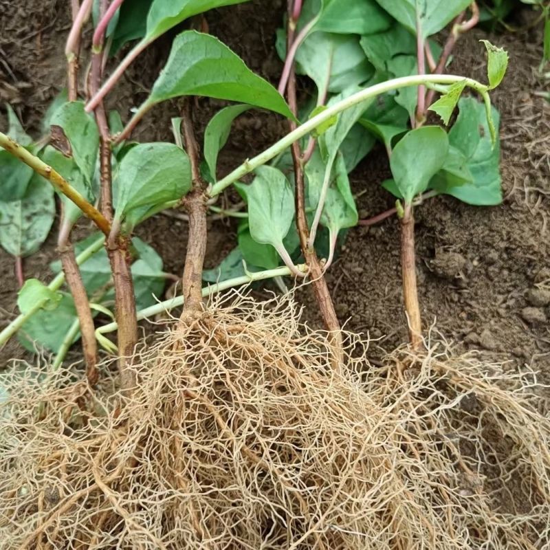 五味子苗南北五味子树苗木本花卉药用植物庭院阳台别墅绿化