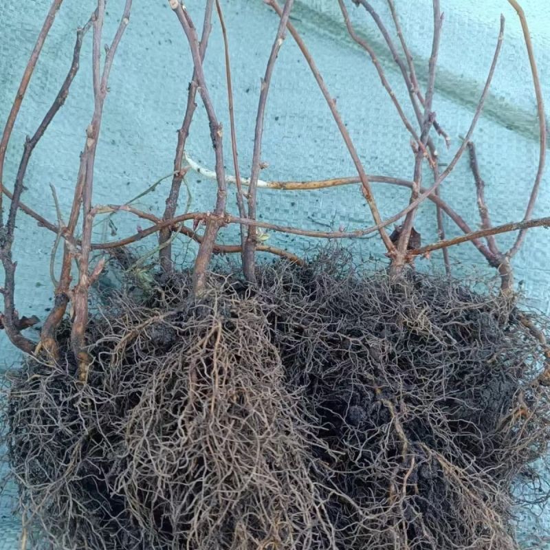 五味子苗南北五味子树苗木本花卉药用植物庭院阳台别墅绿化