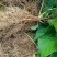 五味子苗南北五味子树苗木本花卉药用植物庭院阳台别墅绿化