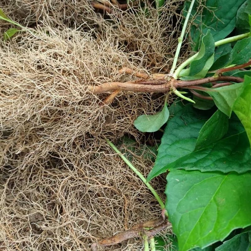 五味子苗南北五味子树苗木本花卉药用植物庭院阳台别墅绿化