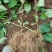 五味子苗南北五味子树苗木本花卉药用植物庭院阳台别墅绿化