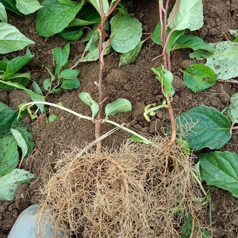 五味子苗南北五味子树苗木本花卉药用植物庭院阳台别墅绿化