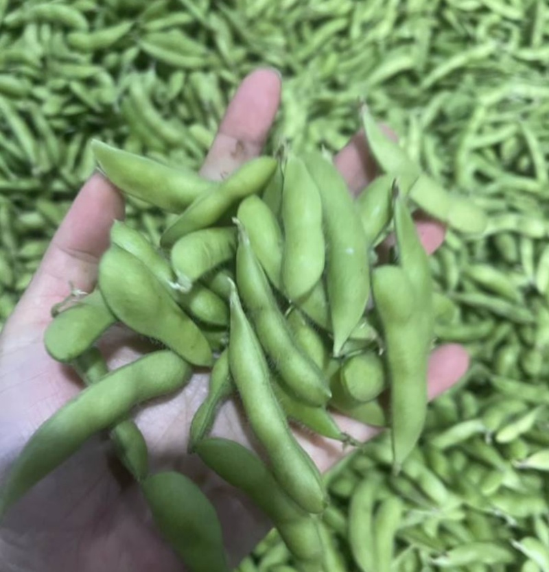 安徽阜南翠绿宝毛豆毛豆代收代发对接商超零售批发市场
