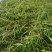 水生植物旱伞草地苗高度40一50cm，基地有量，欢迎订购