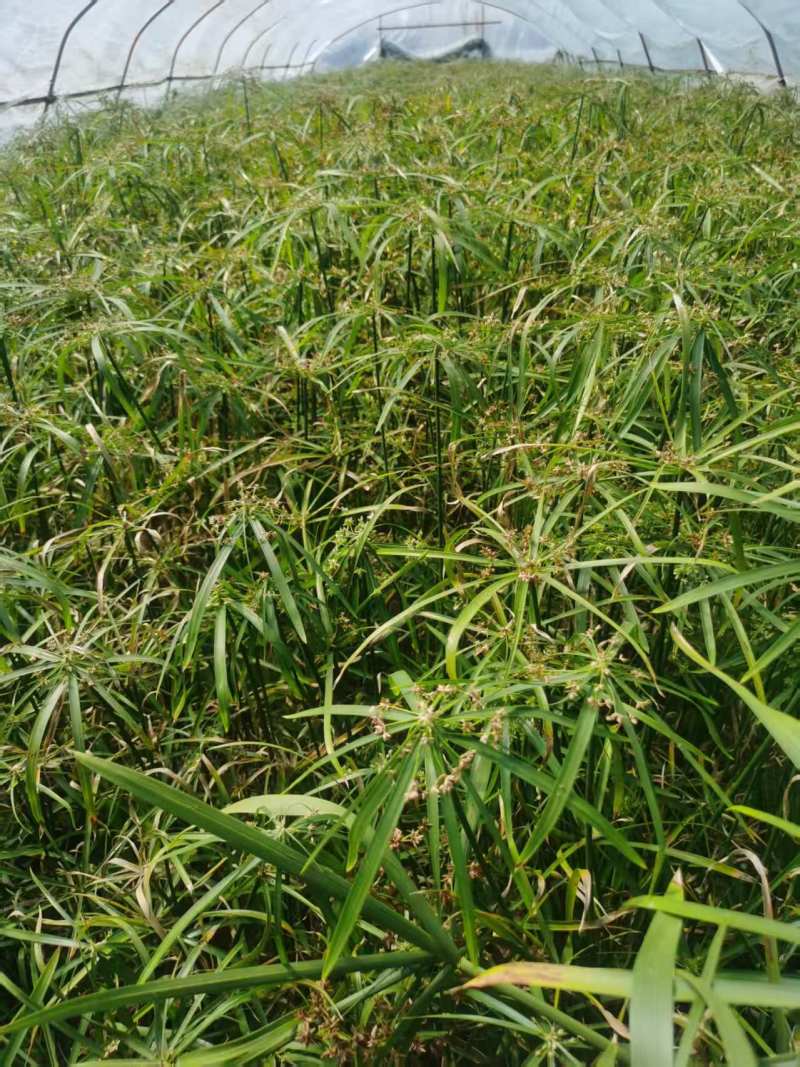 水生植物旱伞草地苗高度40一50cm，基地有量，欢迎订购