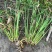 水生植物旱伞草地苗高度40一50cm，基地有量，欢迎订购
