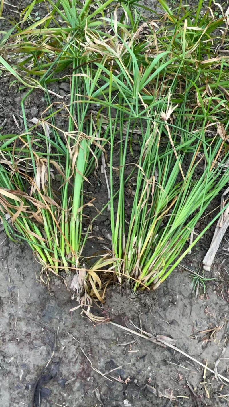 水生植物旱伞草地苗高度40一50cm，基地有量，欢迎订购