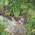 水生植物旱伞草地苗高度40一50cm，基地有量，欢迎订购