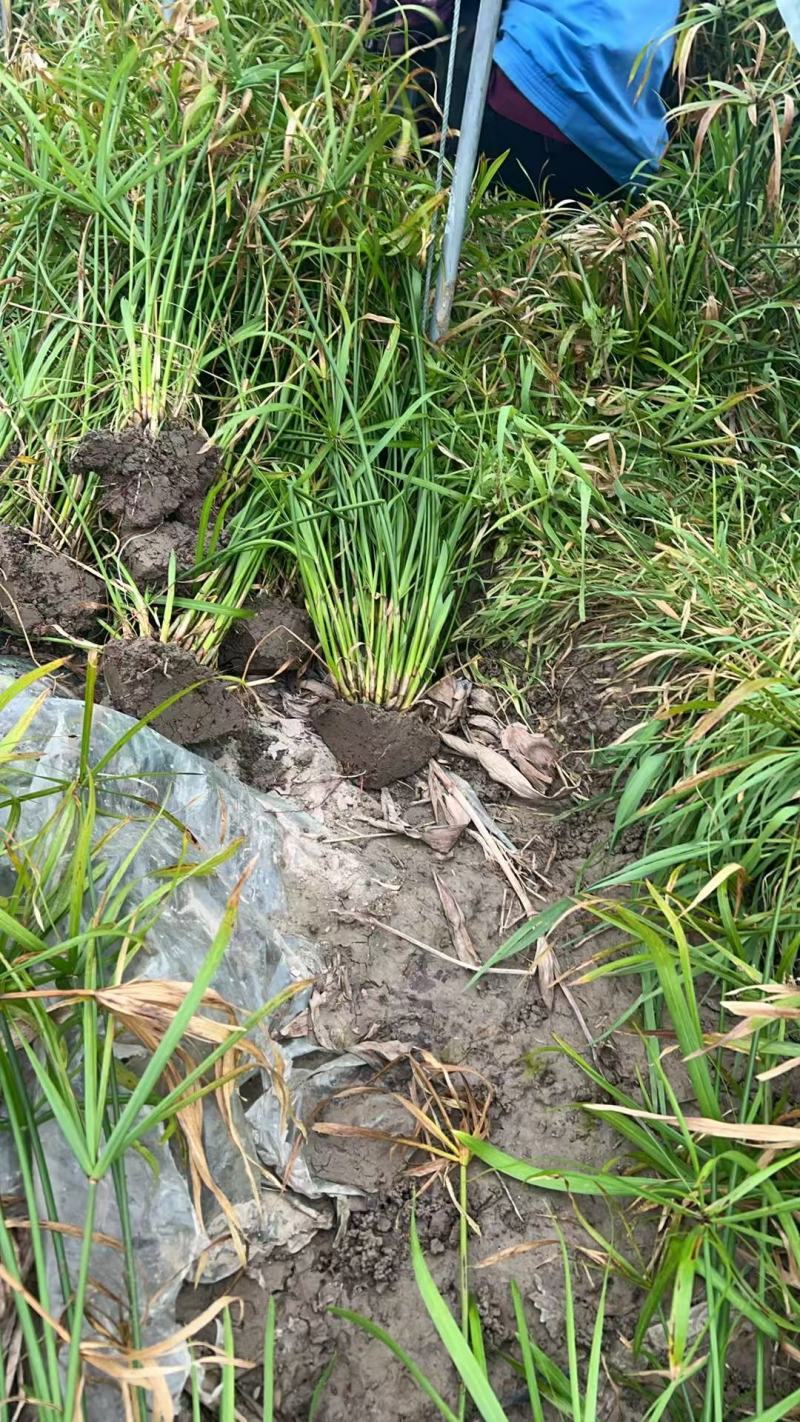 水生植物旱伞草地苗高度40一50cm，基地有量，欢迎订购