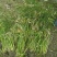 水生植物旱伞草地苗高度40一50cm，基地有量，欢迎订购