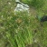 水生植物旱伞草地苗高度40一50cm，基地有量，欢迎订购