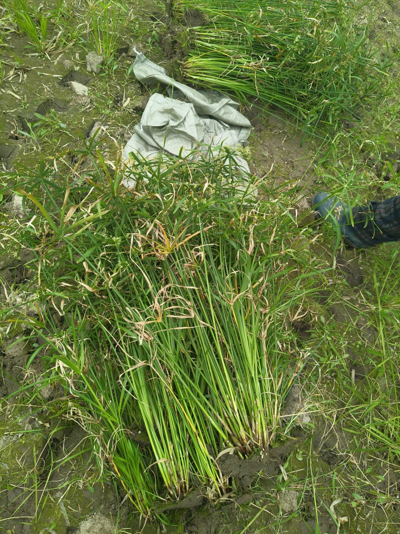 水生植物旱伞草地苗高度40一50cm，基地有量，欢迎订购