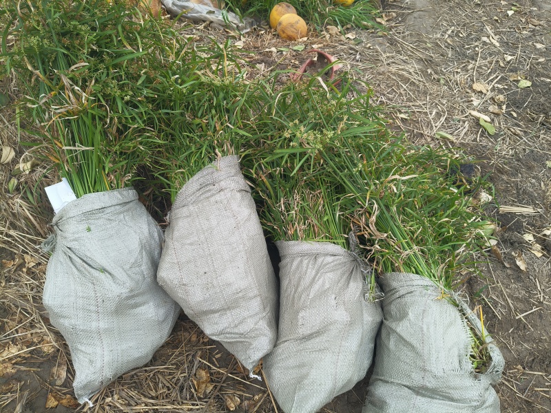 水生植物旱伞草地苗高度40一50cm，基地有量，欢迎订购