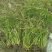 水生植物旱伞草地苗高度40一50cm，基地有量，欢迎订购