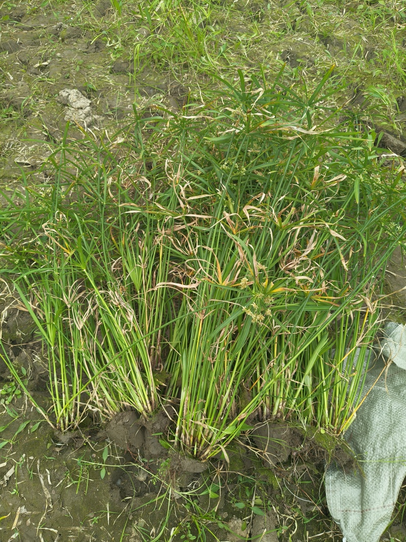 水生植物旱伞草地苗高度40一50cm，基地有量，欢迎订购