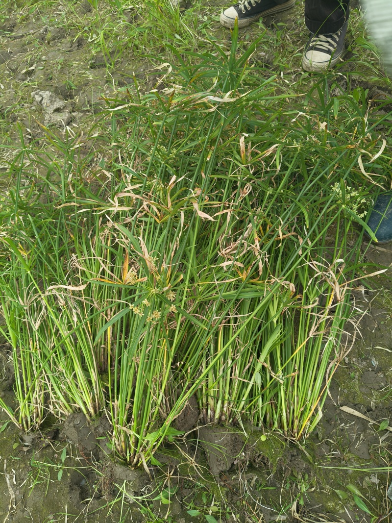 水生植物旱伞草地苗高度40一50cm，基地有量，欢迎订购