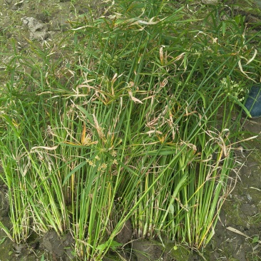 水生植物旱伞草地苗高度40一50cm，基地有量，欢迎订购