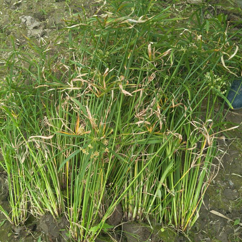 水生植物旱伞草地苗高度40一50cm，基地有量，欢迎订购