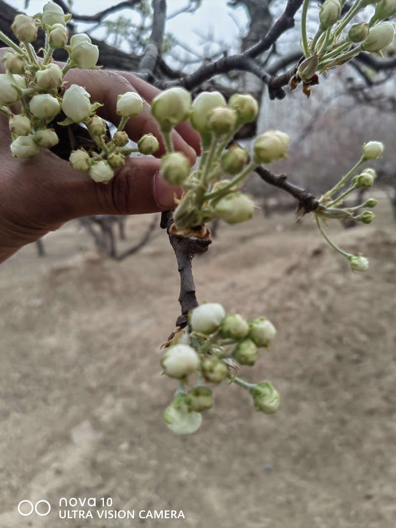 纯梨花粉