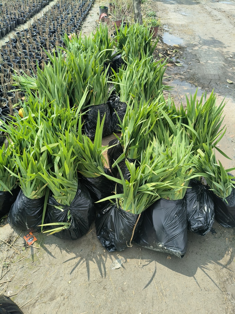 常绿鸢尾地苖高度30一40cm，基地有量，欢迎订购。