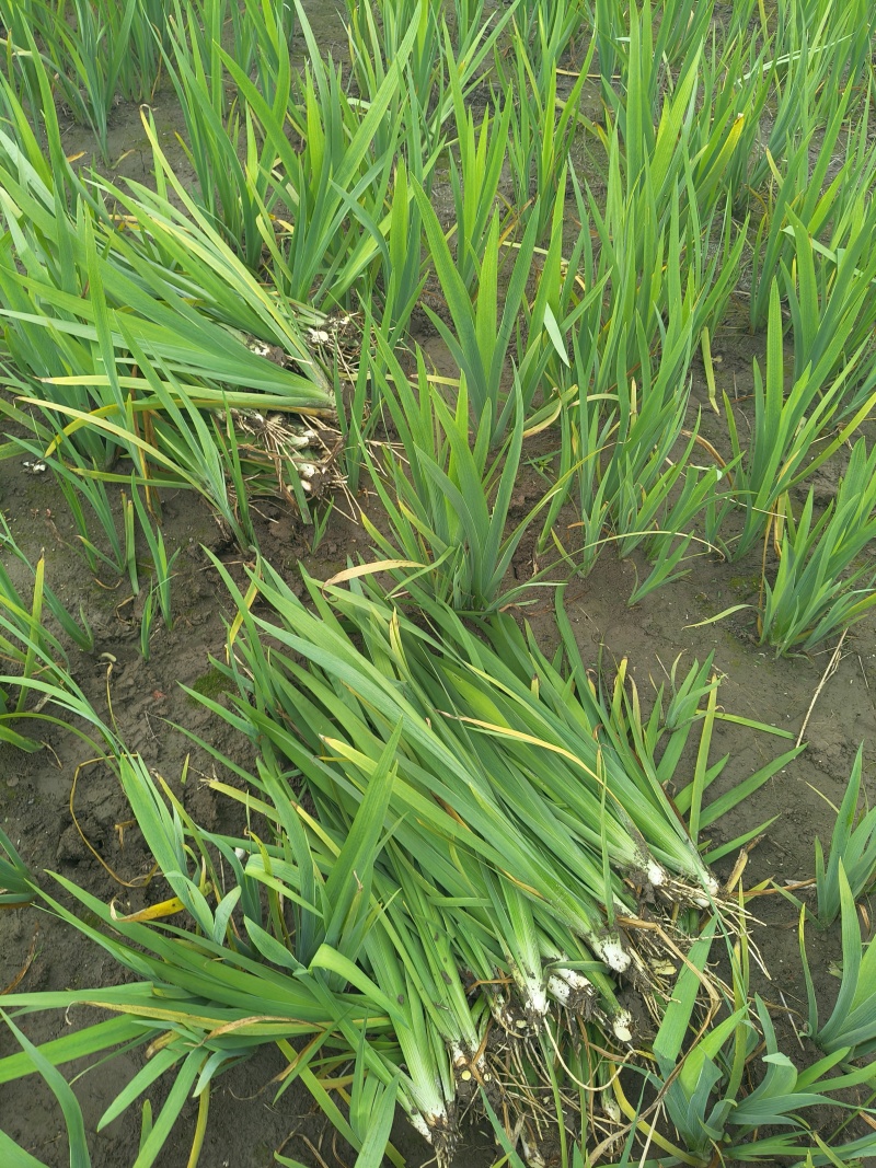 常绿鸢尾地苖高度30一40cm，基地有量，欢迎订购。