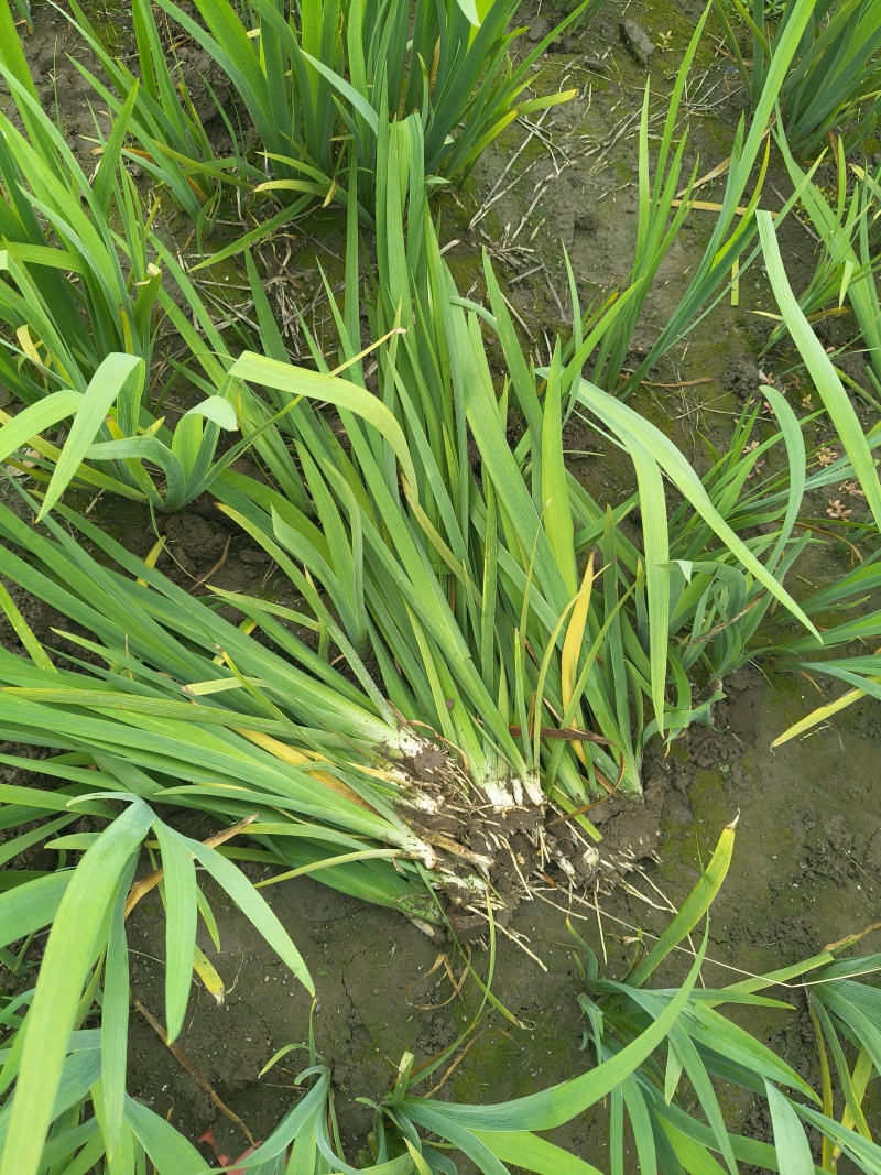 常绿鸢尾地苖高度30一40cm，基地有量，欢迎订购。