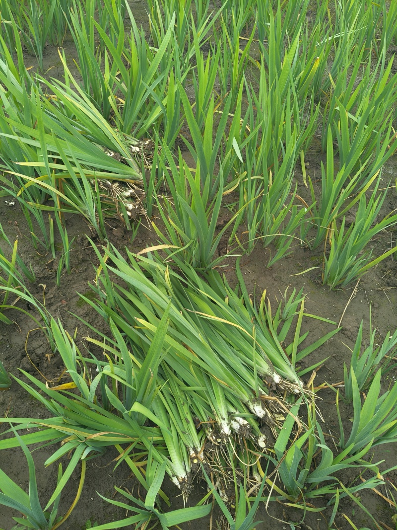 常绿鸢尾地苖高度30一40cm，基地有量，欢迎订购。