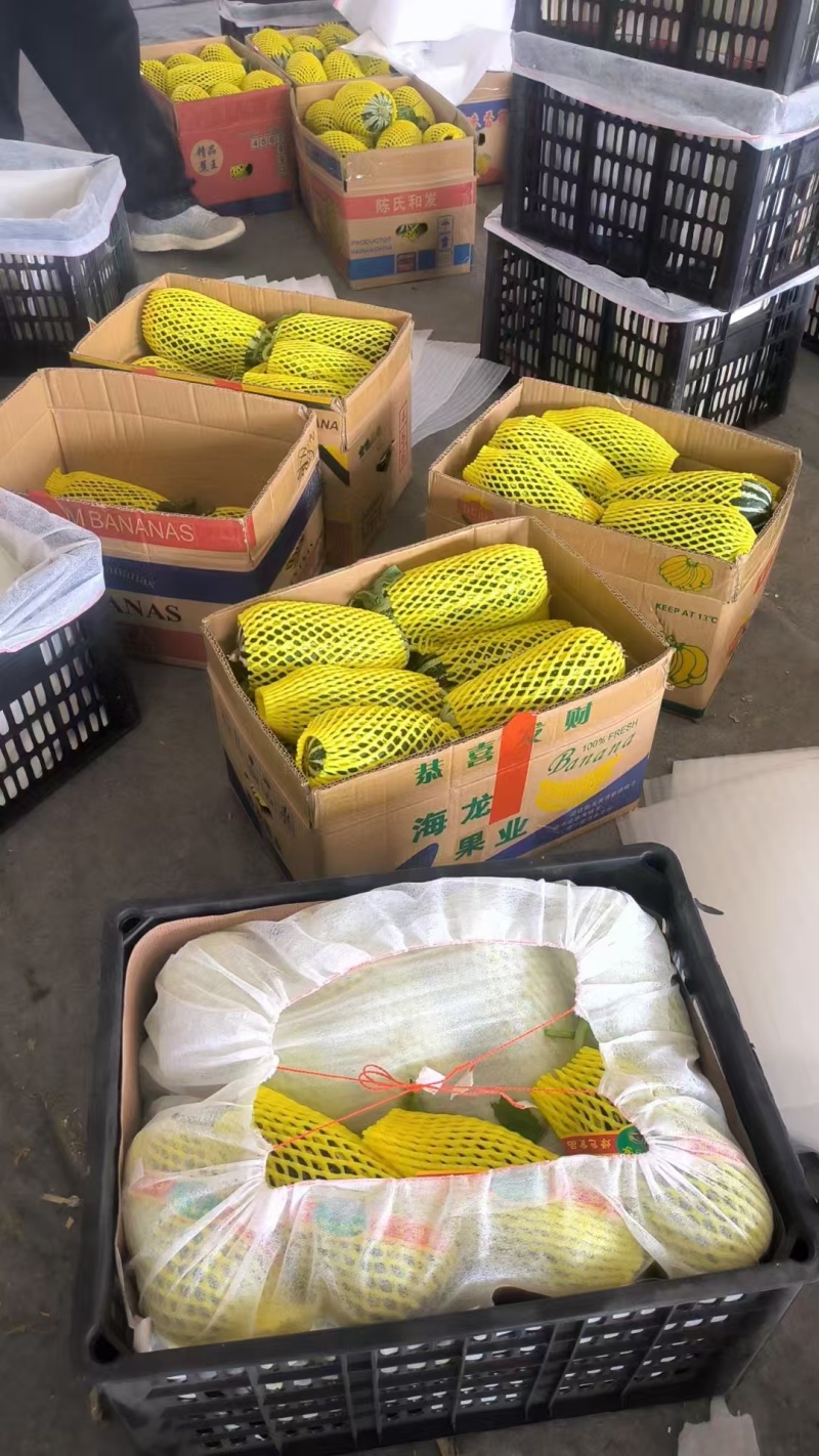 山东单县万亩洋香瓜大量上市中欢迎各大客商选购