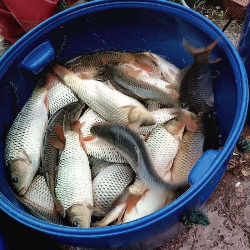 贵州稻田鲤鱼苗，成活率95%规格齐全价格实惠，量大质优