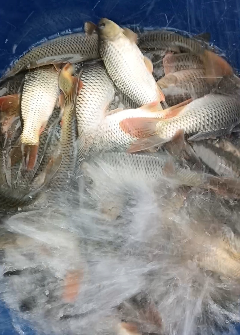 贵州稻田鲤鱼苗，成活率95%规格齐全价格实惠，量大质优