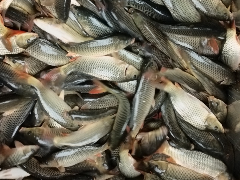 贵州稻田鲤鱼苗，成活率95%规格齐全价格实惠，量大质优