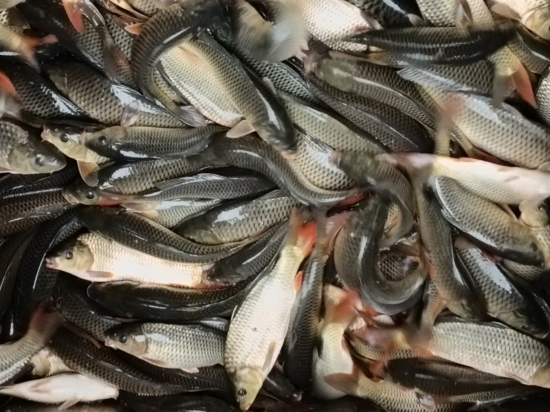 贵州稻田鲤鱼苗，成活率95%规格齐全价格实惠，量大质优