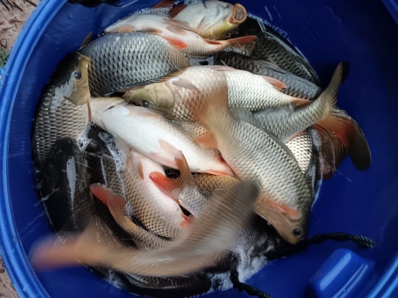 贵州稻田鲤鱼苗，成活率95%规格齐全价格实惠，量大质优