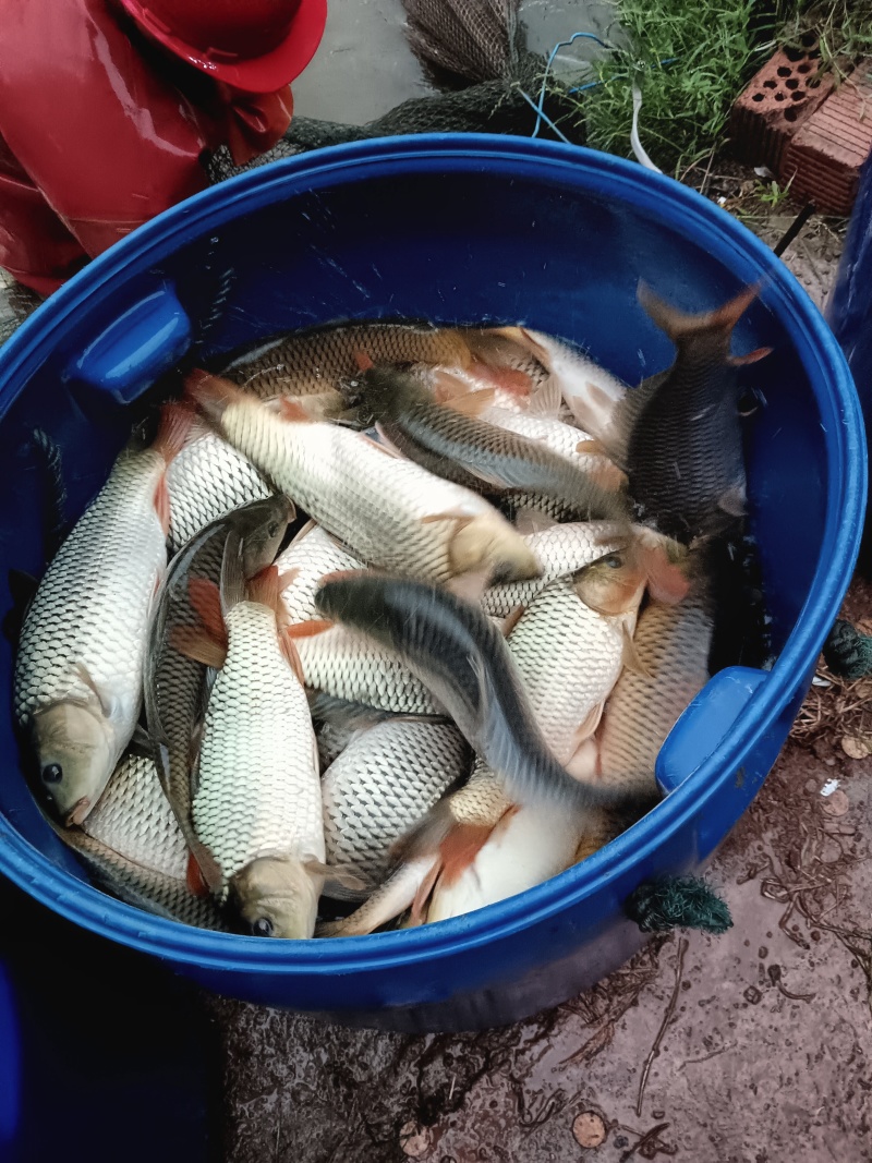 贵州稻田鲤鱼苗，成活率95%规格齐全价格实惠，量大质优