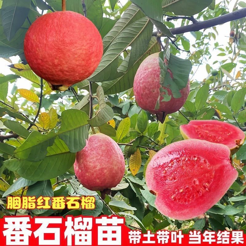 红心芭乐新鲜水果冰淇淋红心番石榴奶油芭巴乐软糯胭脂红番石