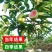 红心芭乐新鲜水果冰淇淋红心番石榴奶油芭巴乐软糯胭脂红番石