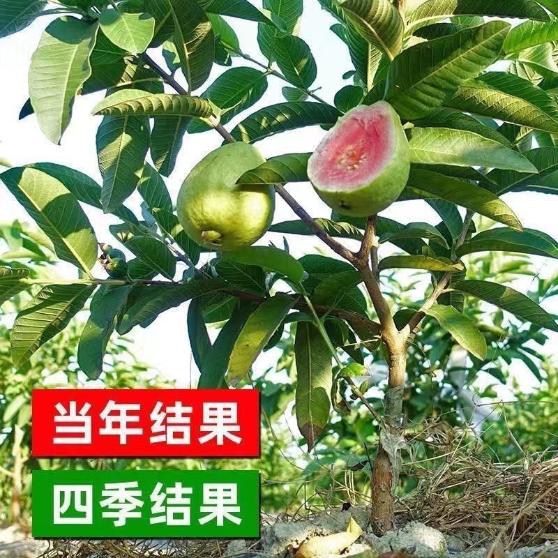 红心芭乐新鲜水果冰淇淋红心番石榴奶油芭巴乐软糯胭脂红番石