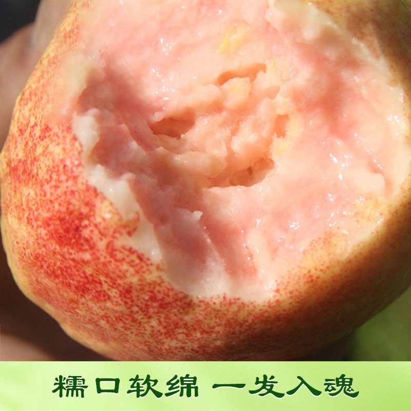 胭脂红番石榴红心芭乐鸡屎果新鲜应季孕妇