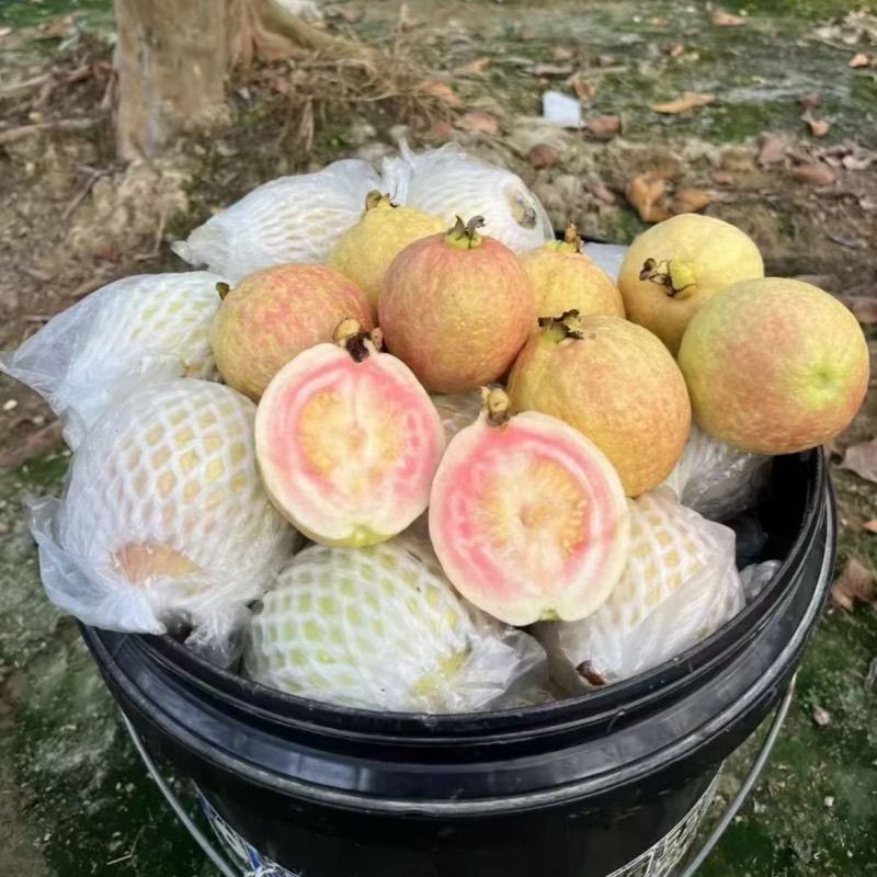 胭脂红番石榴红心芭乐鸡屎果新鲜应季孕妇