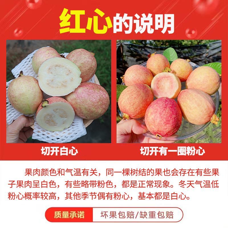 广西胭脂红番石榴鸡屎软糯芭乐软心孕妇新鲜应季水果现货产地