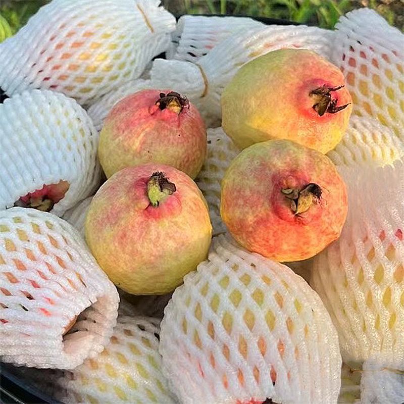 广西胭脂红番石榴鸡屎软糯芭乐软心孕妇新鲜应季水果现货产地