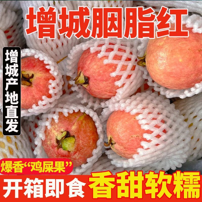 广西胭脂红番石榴鸡屎软糯芭乐软心孕妇新鲜应季水果现货产地