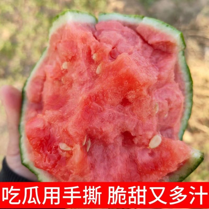 砀山手撕红玉小糖丸西瓜，产地直发，品质保证，可视频看货