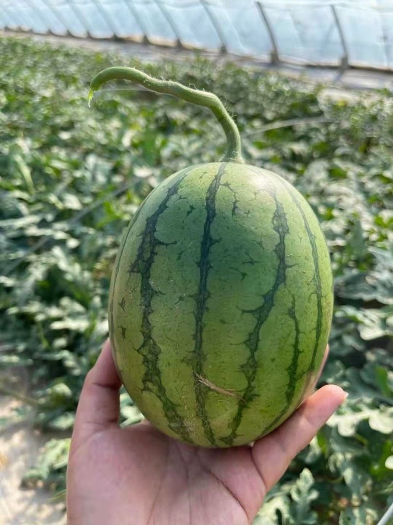 砀山手撕红玉小糖丸西瓜，产地直发，品质保证，可视频看货