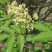 接骨木种子接骨木八棱麻大臭草陆英走马风多年生植物