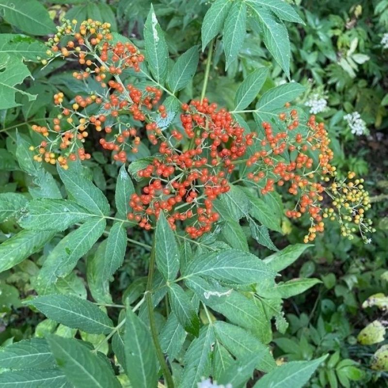 接骨木种子接骨木八棱麻大臭草陆英走马风多年生植物